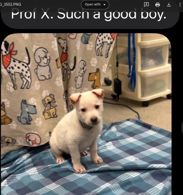 PROFESSOR X ~ Puppy from the news (Video), a Adoptable mixed breed in Ashland, OH image 4/6