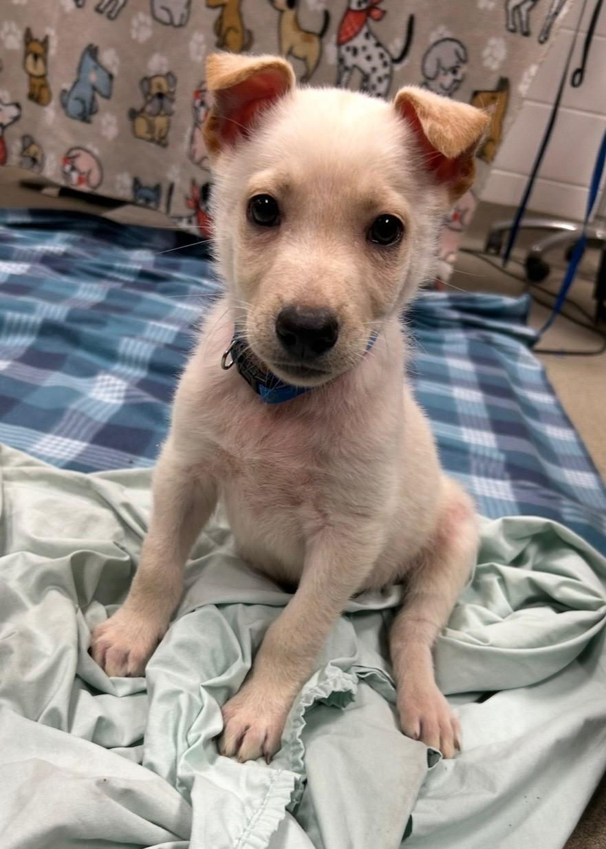 PROFESSOR X ~ Puppy from the news (Video), a Adoptable mixed breed in Ashland, OH image 1/6