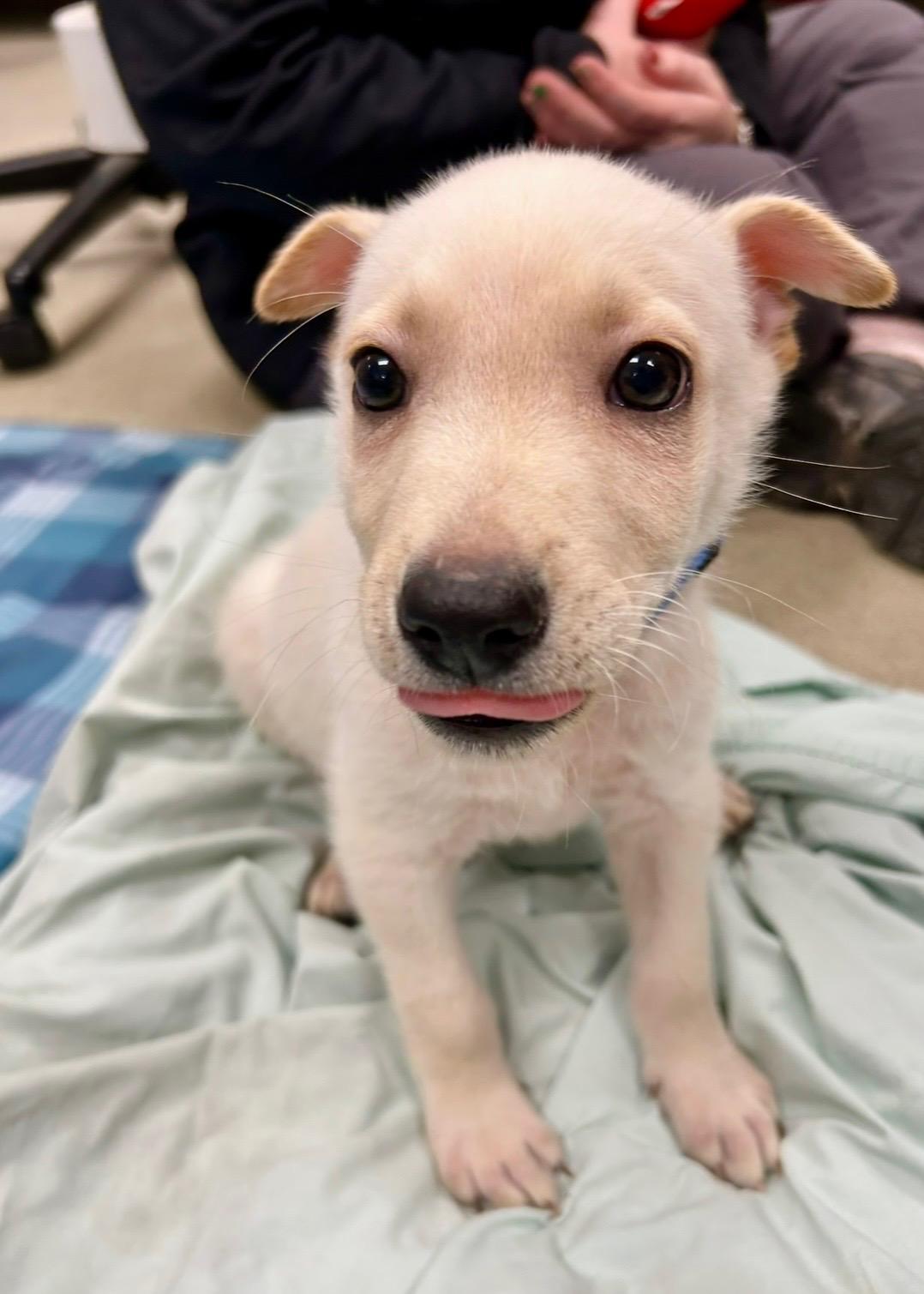 PROFESSOR X ~ Puppy from the news (Video), a Adoptable mixed breed in Ashland, OH image 5/6