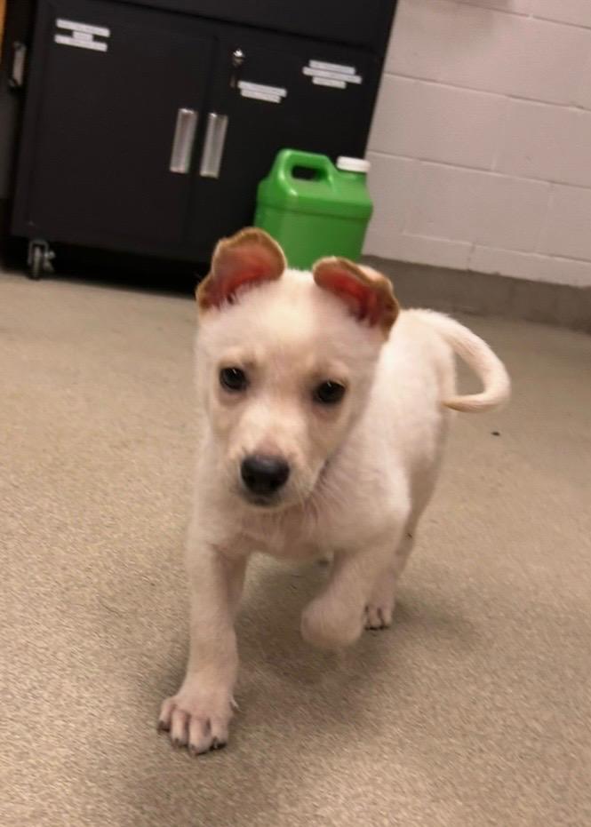 PROFESSOR X ~ Puppy from the news (Video), a Adoptable mixed breed in Ashland, OH image 2/6