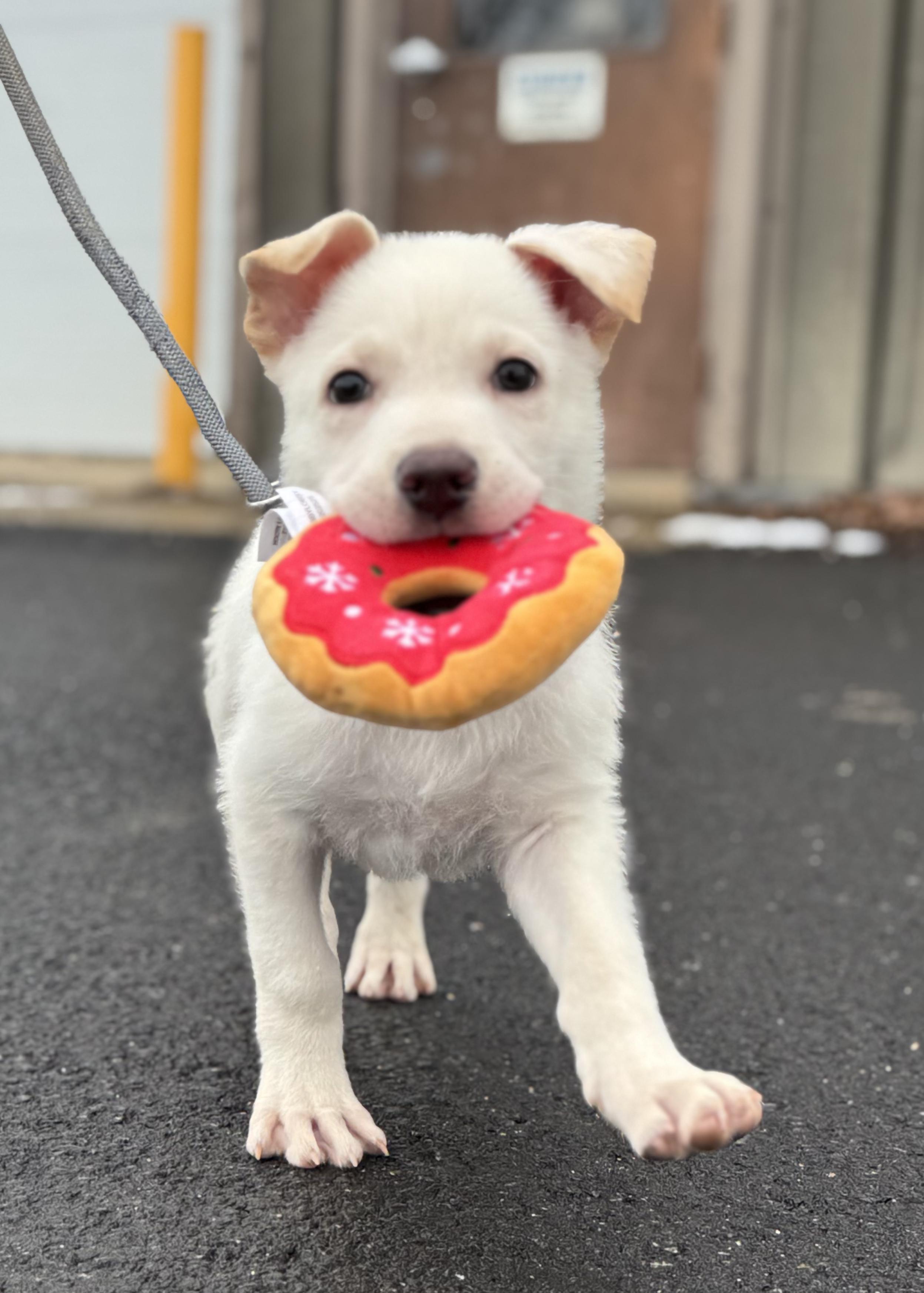 PROFESSOR X ~ Puppy from the news (Video), Adoptable, Puppy Male Labrador Retriever & German Shepherd Dog.