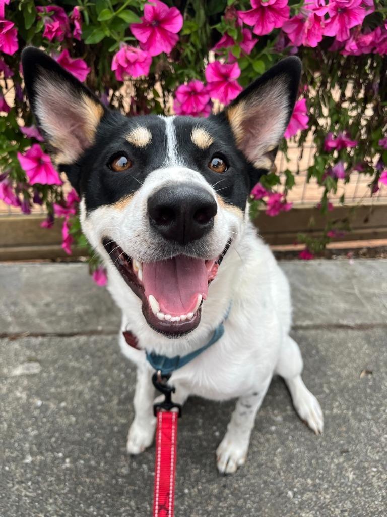 Shilo, Adoptable, Young Male Cattle Dog.