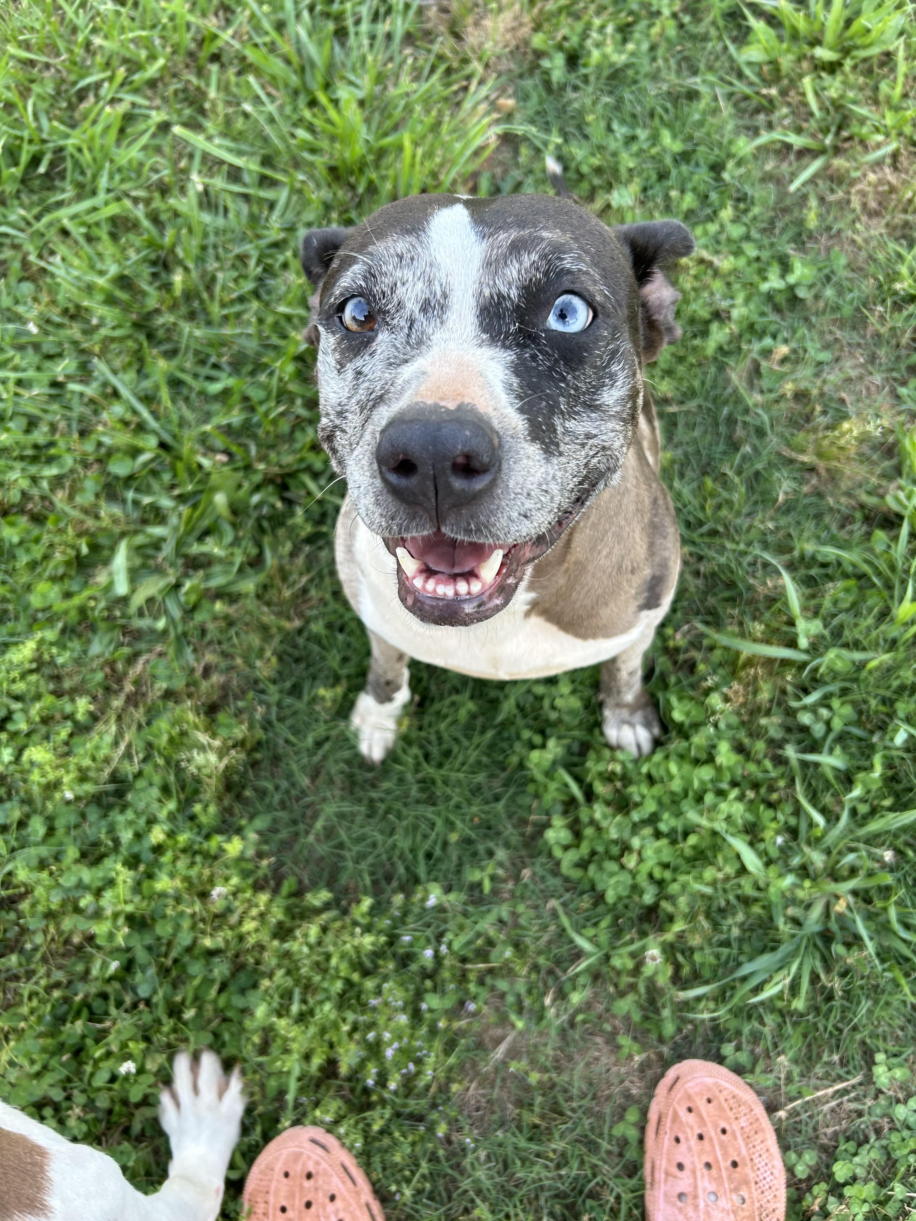 Birdie , a ADOPTABLE Catahoula Leopard Dog in Williamston, SC image 4/5