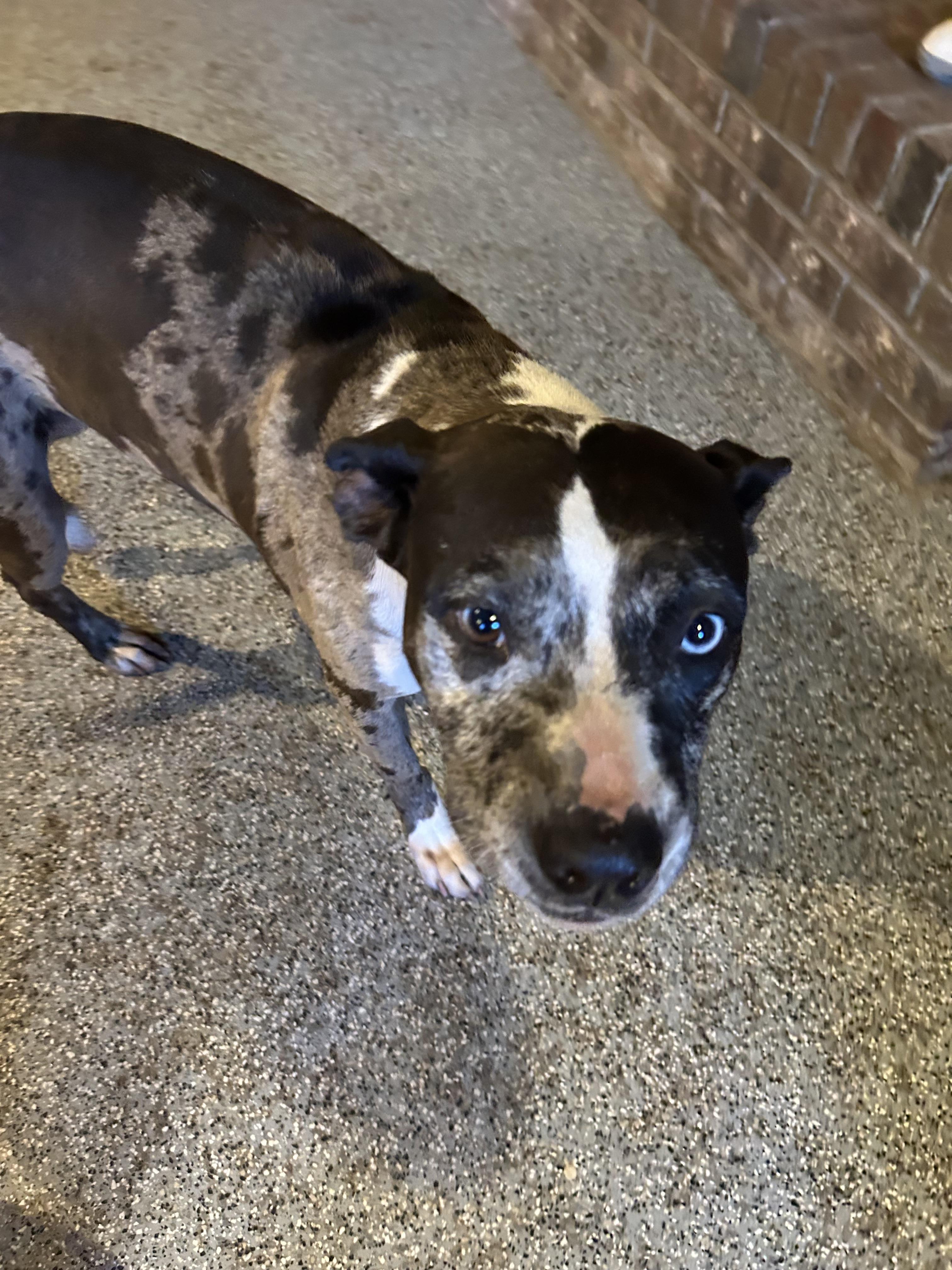 Birdie , a ADOPTABLE Catahoula Leopard Dog in Williamston, SC image 3/5