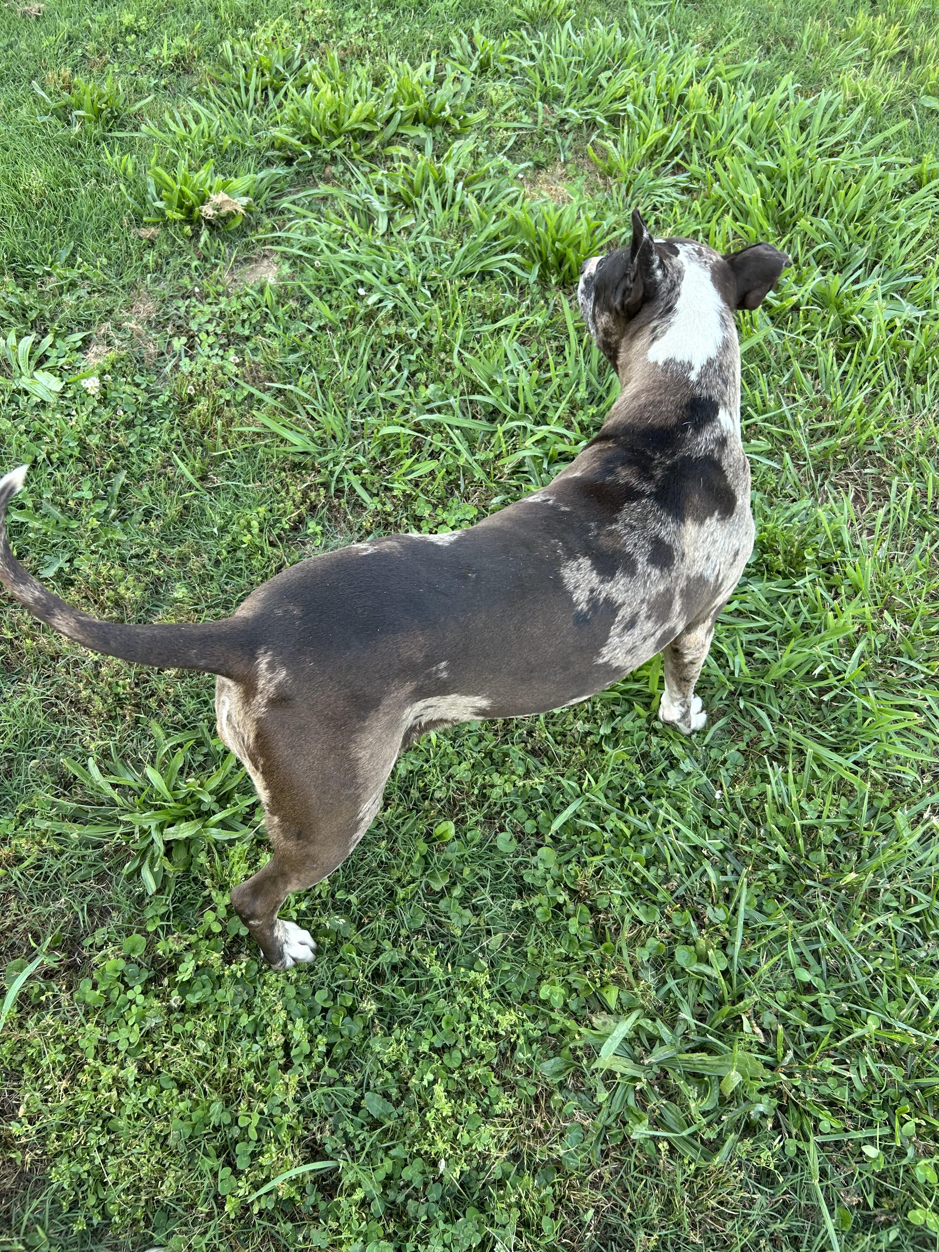 Birdie , a ADOPTABLE Catahoula Leopard Dog in Williamston, SC image 2/5