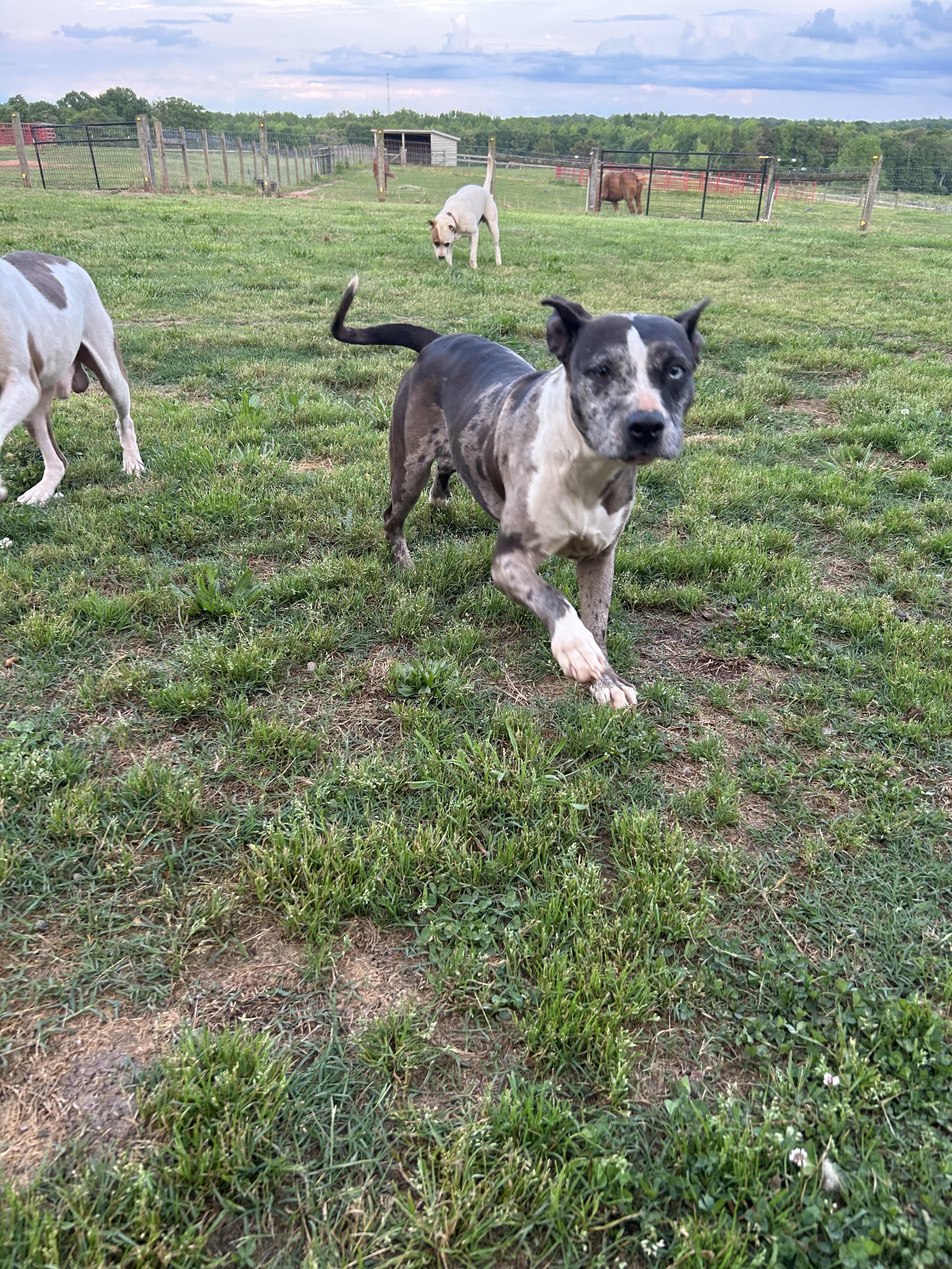 Birdie , a ADOPTABLE Catahoula Leopard Dog in Williamston, SC image 5/5