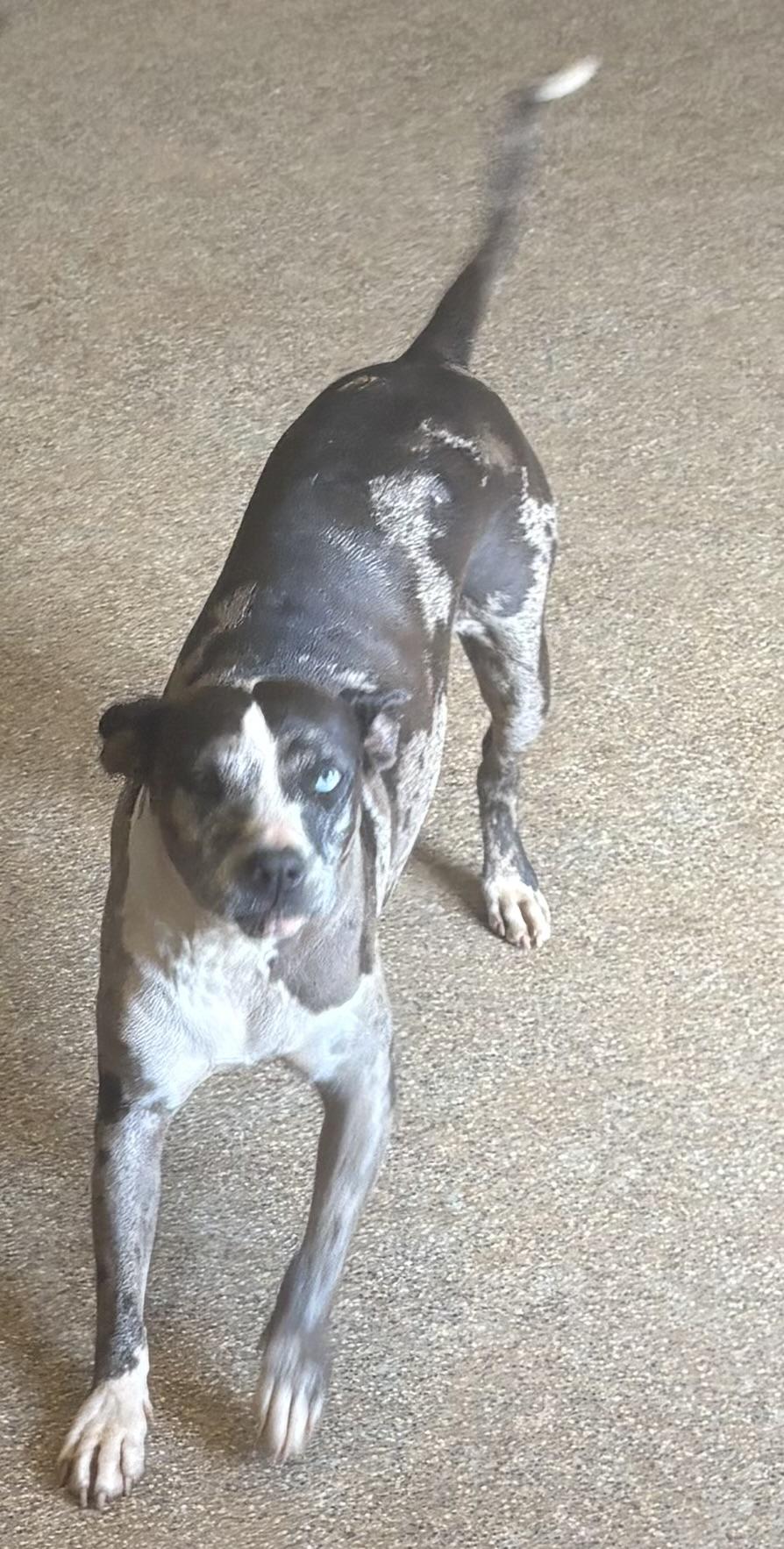 Birdie , ADOPTABLE, Young Female Catahoula Leopard Dog.