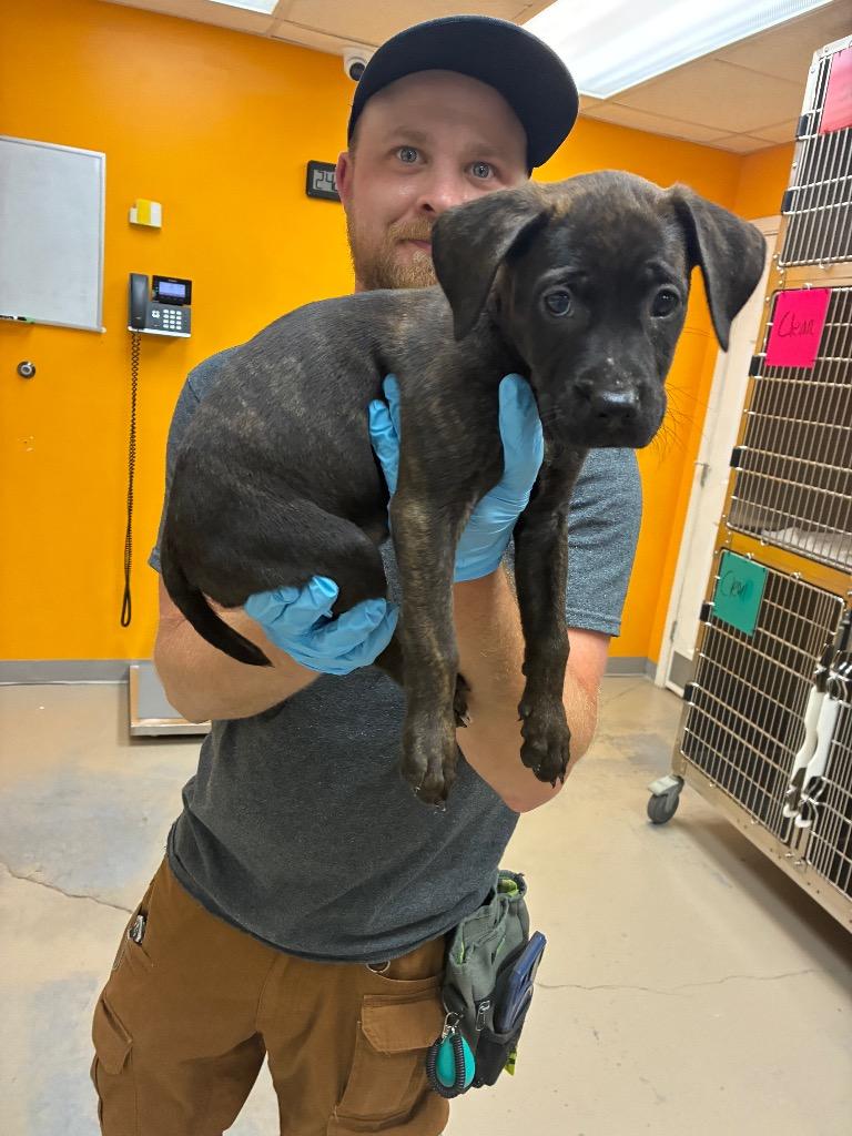 Enlarge Meadow, a Adoptable mixed breed in Bryant, AR image 2/4