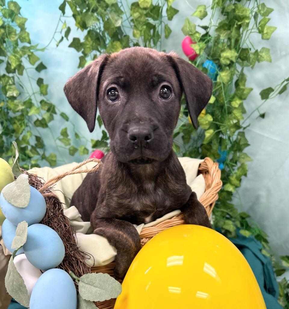 Enlarge Meadow, a Adoptable mixed breed in Bryant, AR image 3/4