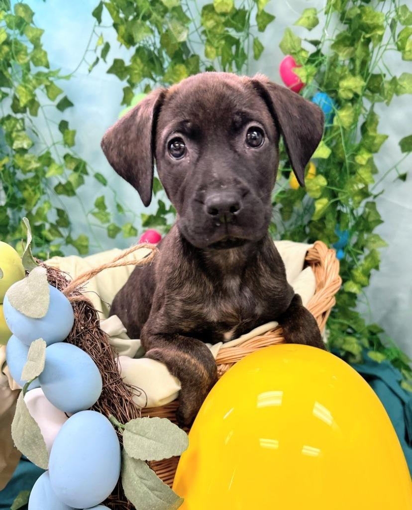 Enlarge Meadow, a Adoptable mixed breed in Bryant, AR image 4/4