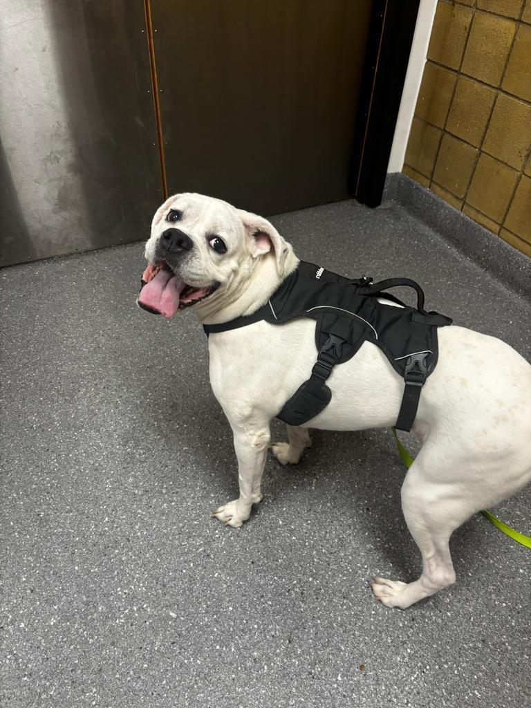 Alfa, Adoptable, Adult Female Boxer.