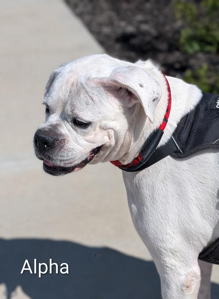 Alfa, a Adoptable Boxer in Greenfield, IN image 2/3