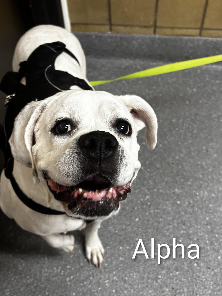 Alfa, a Adoptable Boxer in Greenfield, IN image 3/3