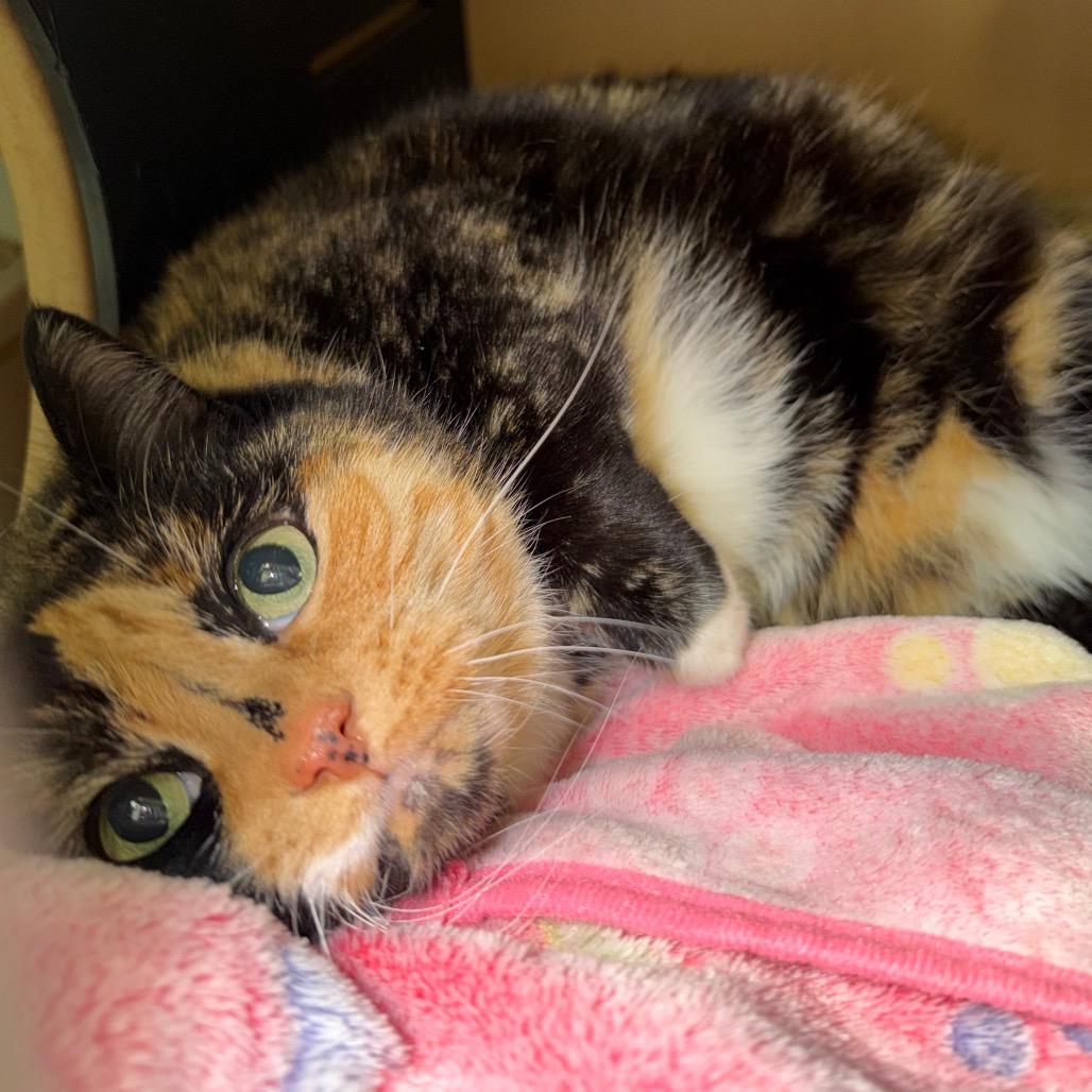 Olive, Adoptable, Senior Female Domestic Short Hair.