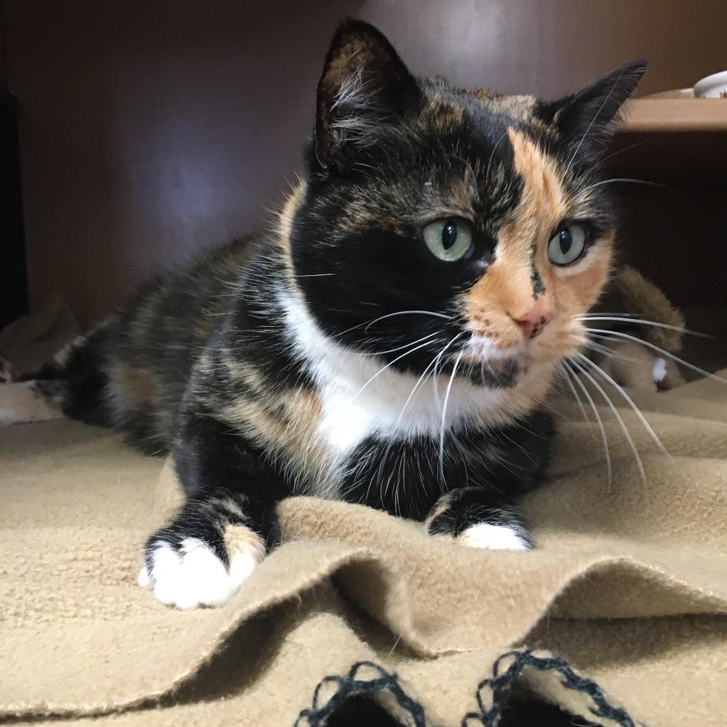 Olive, a Adoptable Domestic Short Hair in Middlebury, VT image 2/6