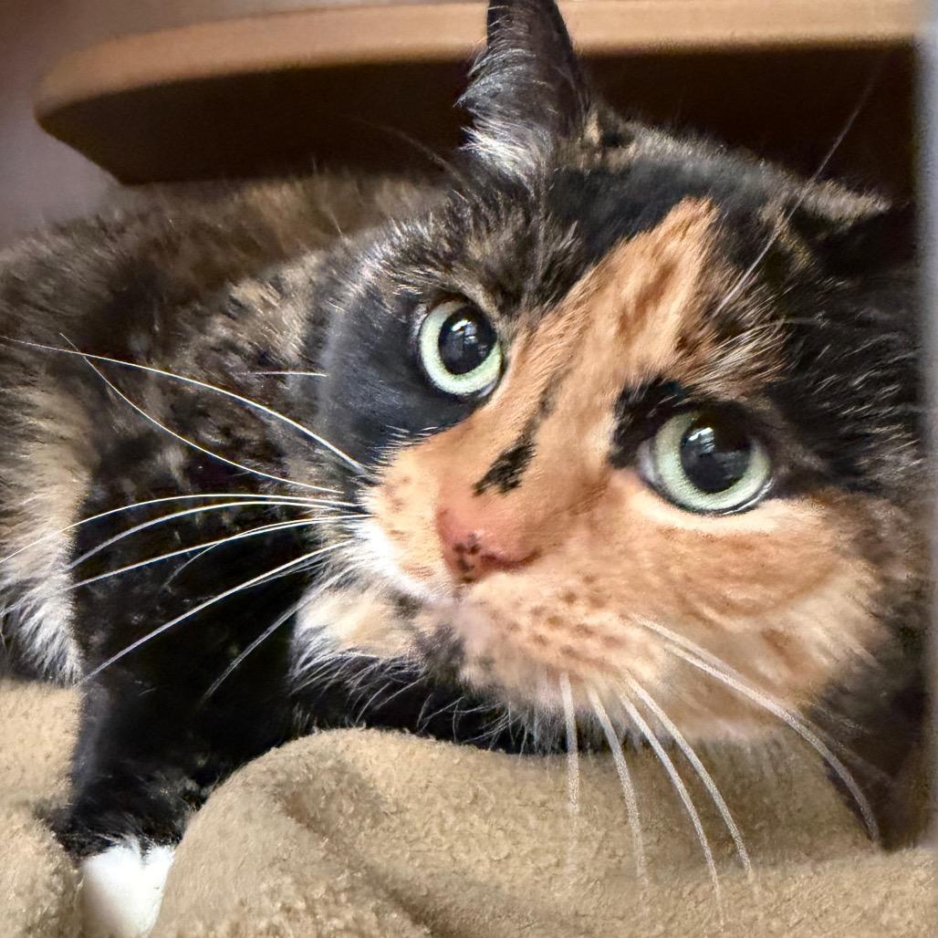 Olive, a Adoptable Domestic Short Hair in Middlebury, VT image 3/6