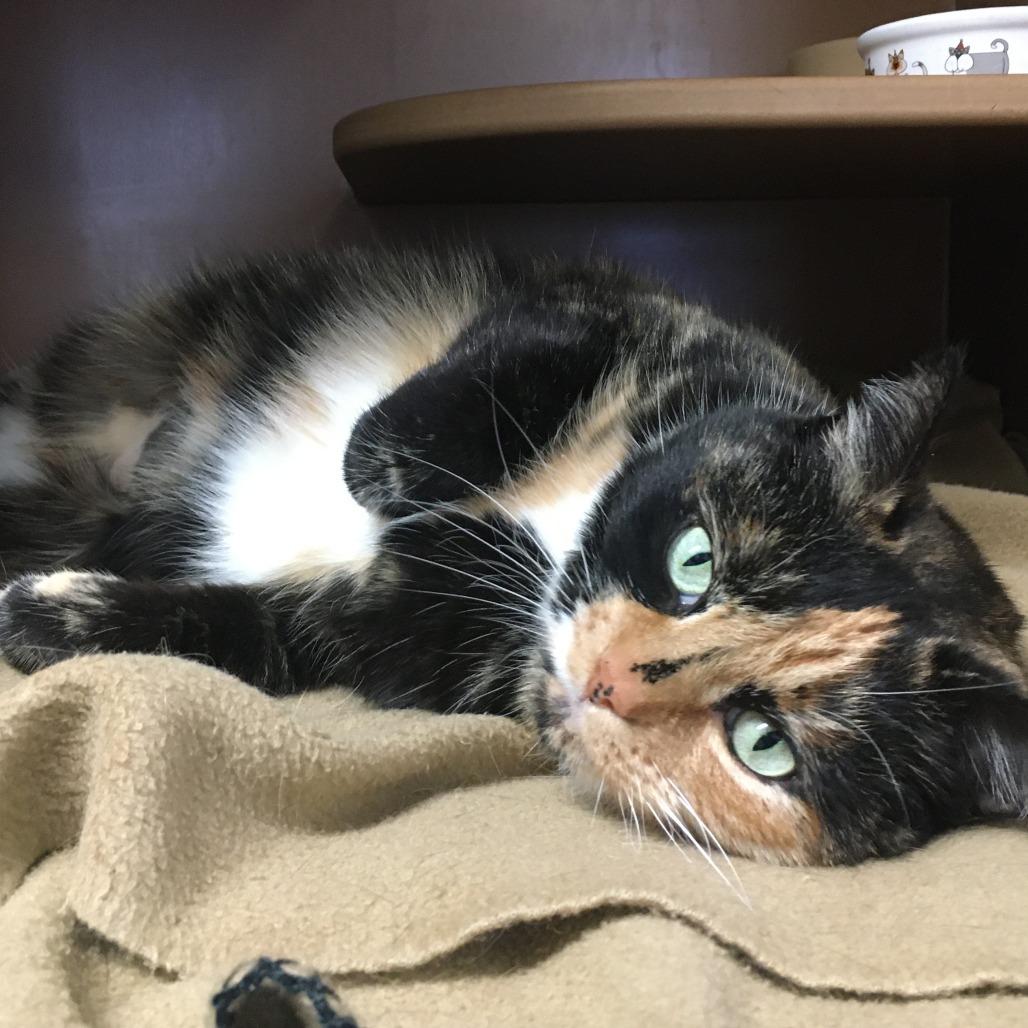 Olive, a Adoptable Domestic Short Hair in Middlebury, VT image 4/6