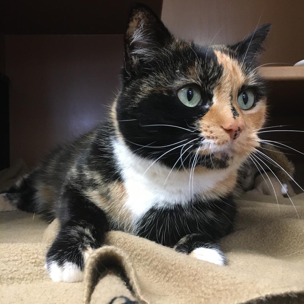 Olive, a Adoptable Domestic Short Hair in Middlebury, VT image 6/6