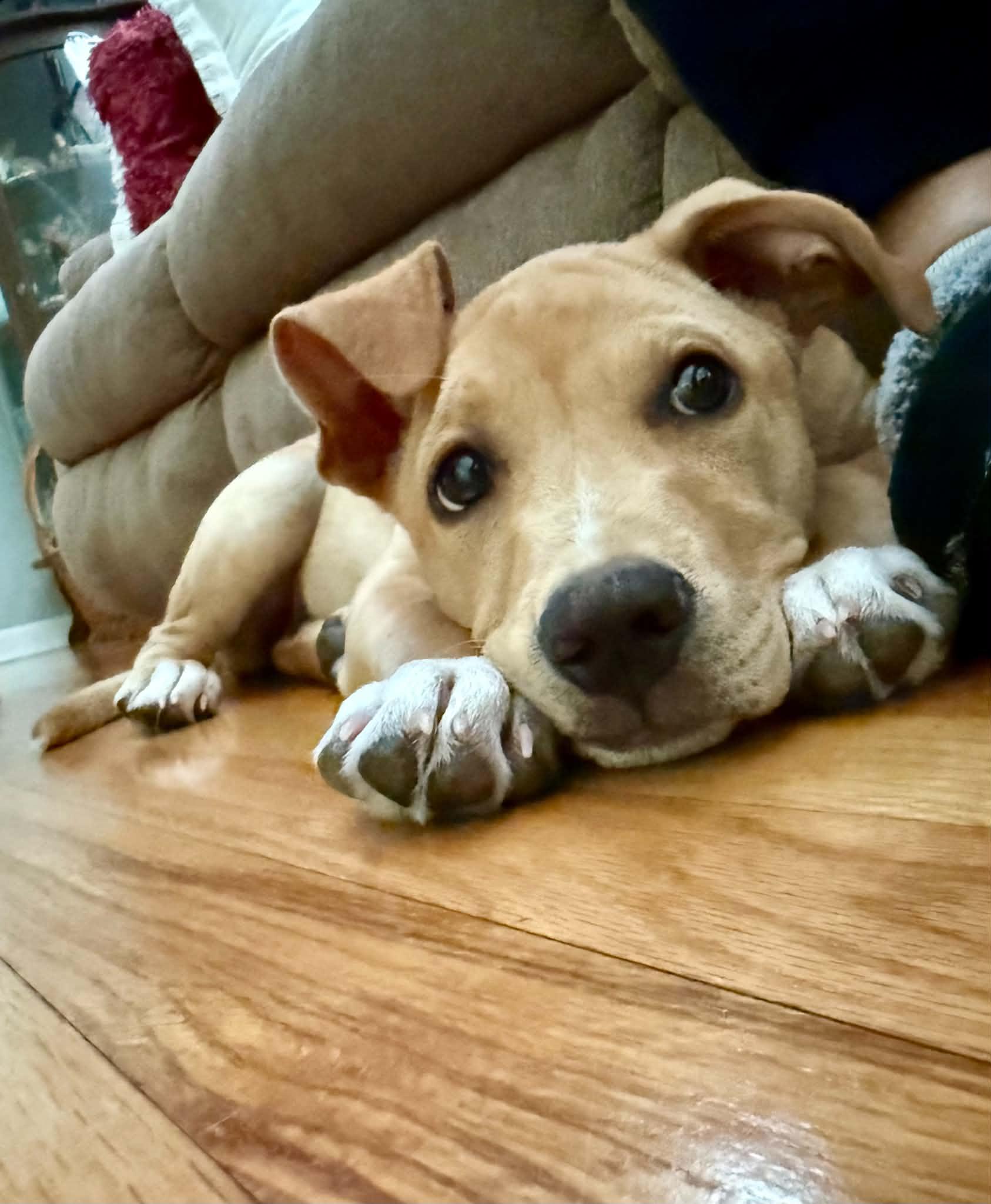 Enlarge Sophie, a ADOPTABLE Mixed Breed in Columbia, MO image 3/5