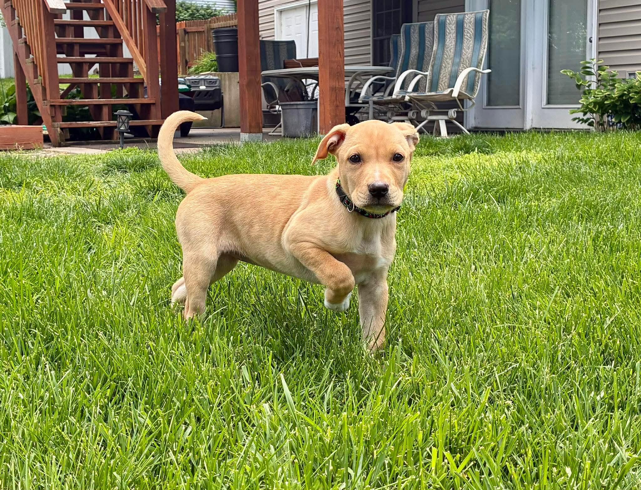 Enlarge Sophie, a ADOPTABLE Mixed Breed in Columbia, MO image 1/3
