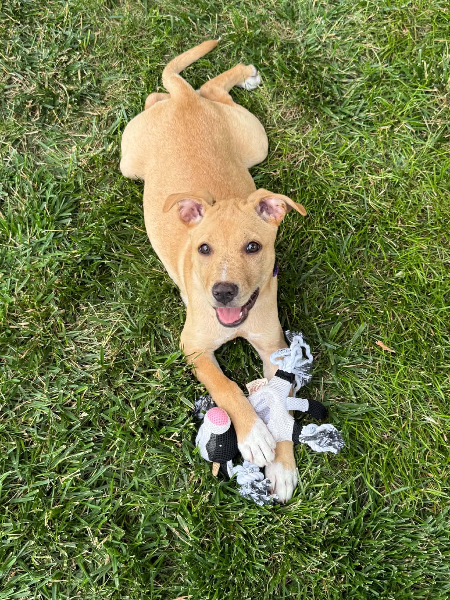 Sophie, ADOPTABLE, Puppy Female Mixed Breed.