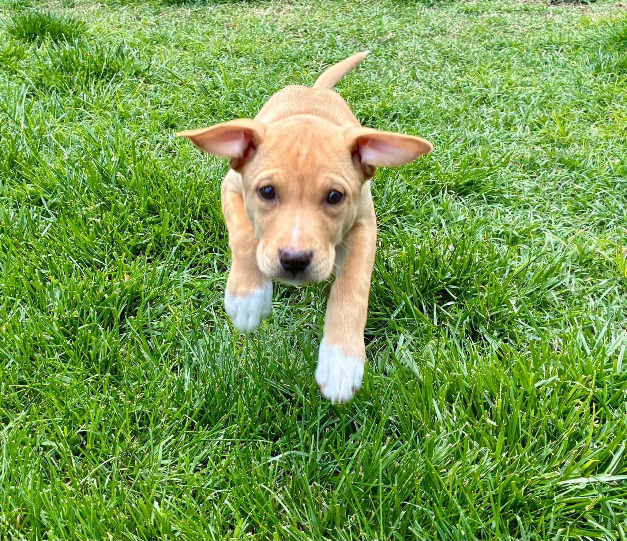 Enlarge Sophie, a ADOPTABLE Mixed Breed in Columbia, MO image 3/3