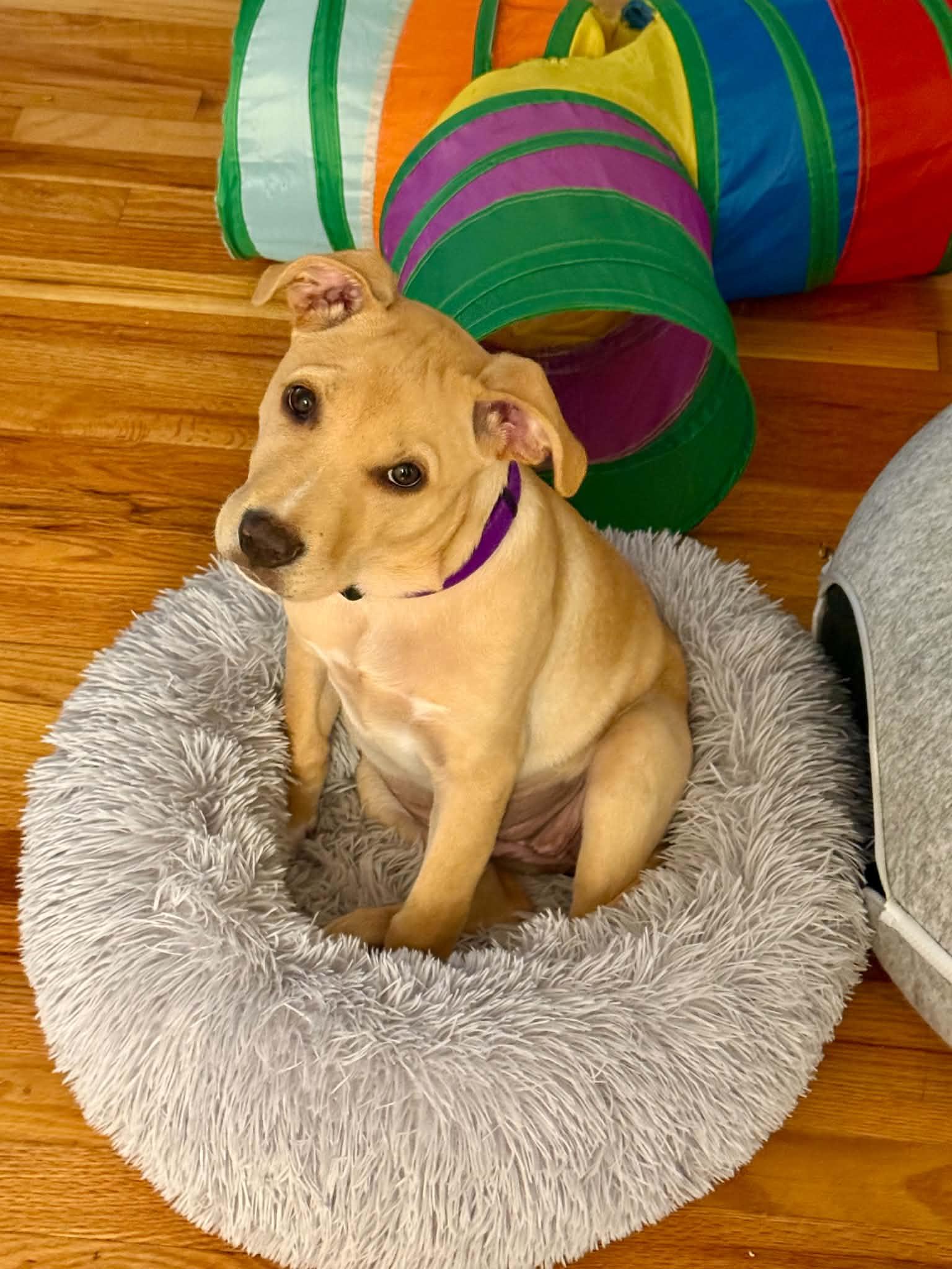 Enlarge Sophie, a ADOPTABLE Mixed Breed in Columbia, MO image 2/5