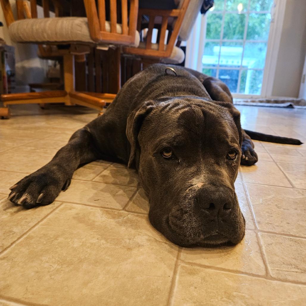 Chipp, Adoptable, Adult Male Mastiff.