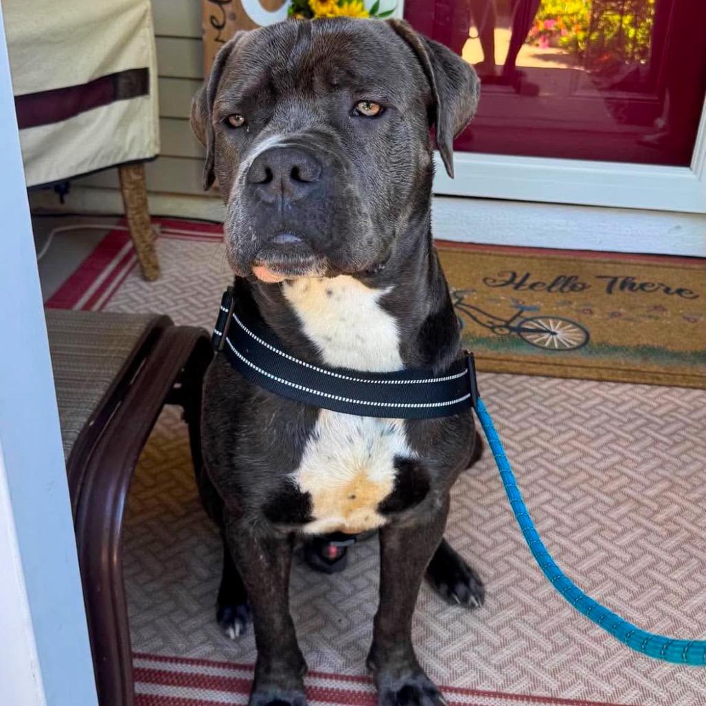 Enlarge Chipp, a Adoptable Mastiff in Valparaiso, IN image 3/6