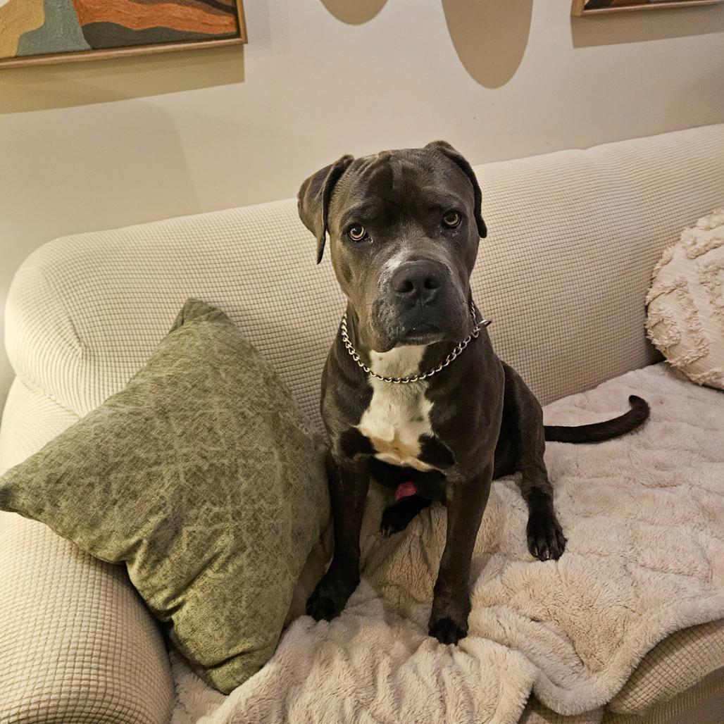 Enlarge Chipp, a Adoptable Mastiff in Valparaiso, IN image 4/6