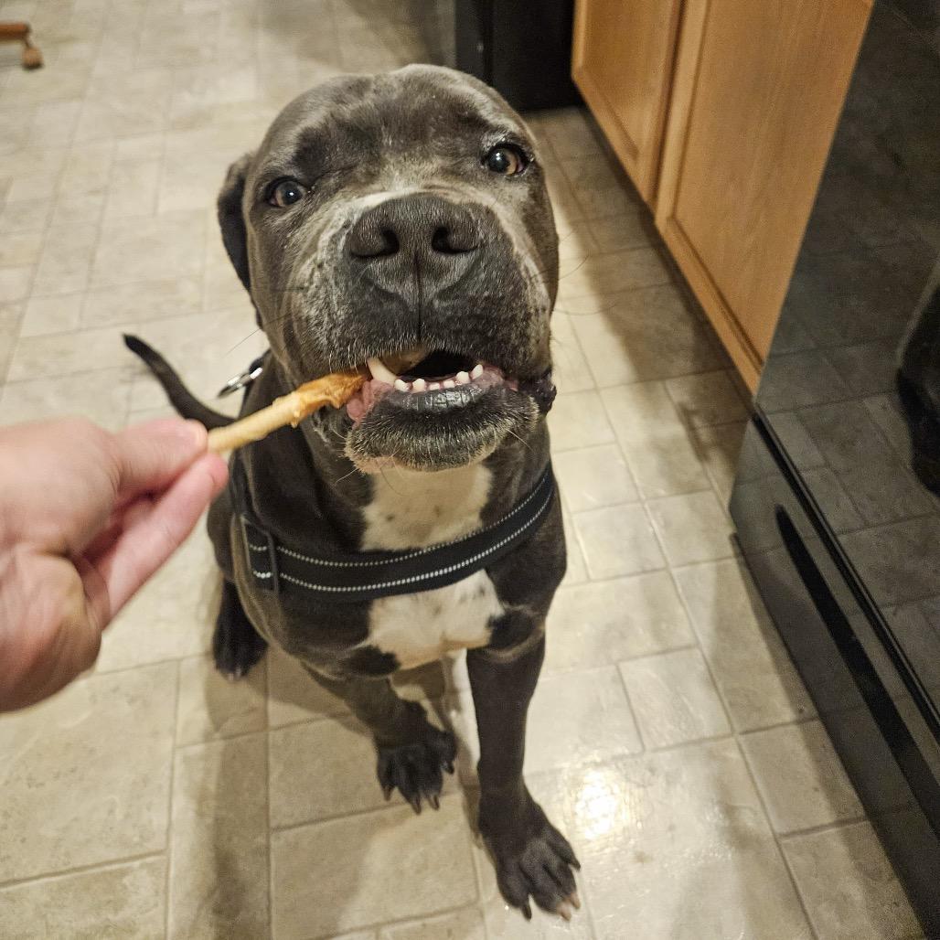 Enlarge Chipp, a Adoptable Mastiff in Valparaiso, IN image 5/6