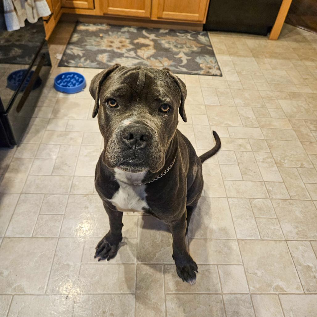 Enlarge Chipp, a Adoptable Mastiff in Valparaiso, IN image 6/6