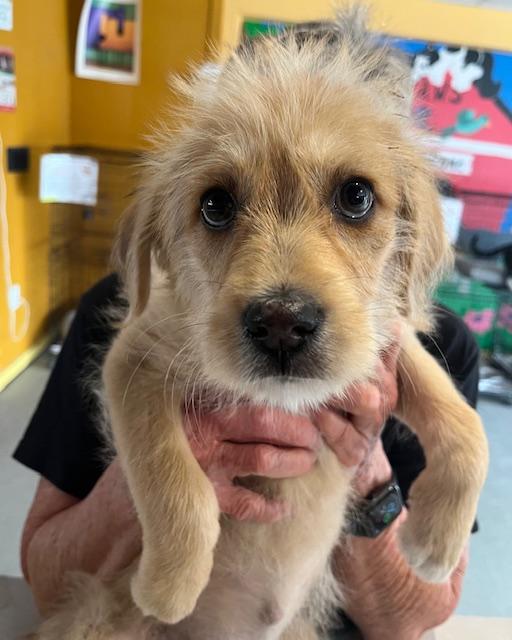 Sara - Adopted | Petfinder