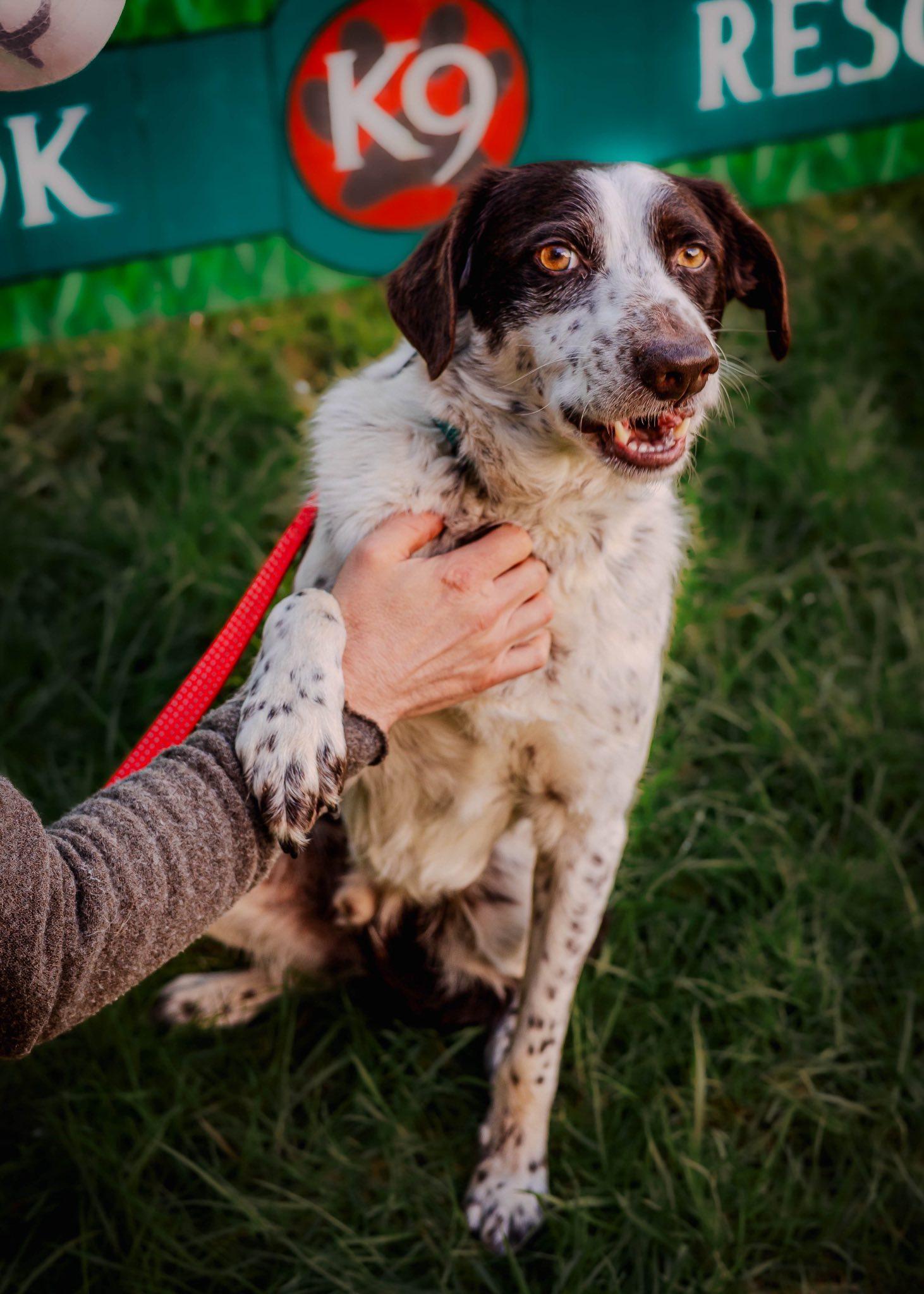 Enlarge Marshall, an adopted mixed breed in Tillamook, OR image 1/4