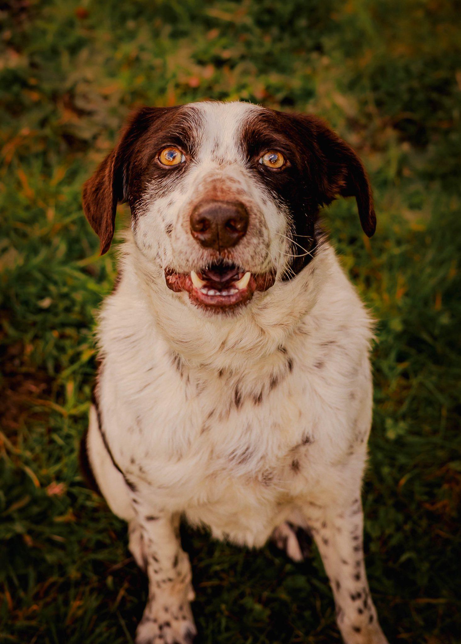 Enlarge Marshall, an adopted mixed breed in Tillamook, OR image 2/4