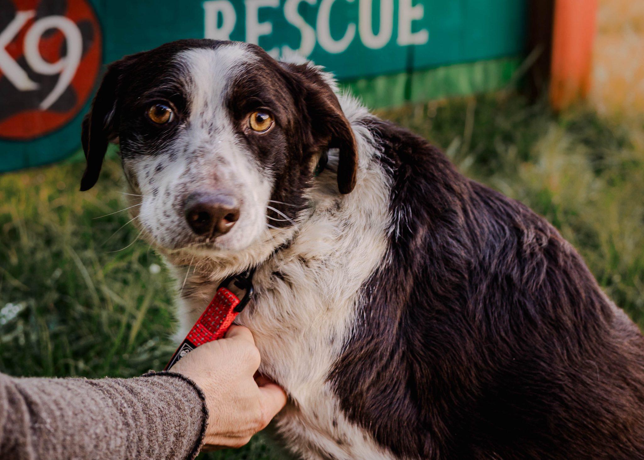 Enlarge Marshall, an adopted mixed breed in Tillamook, OR image 3/4