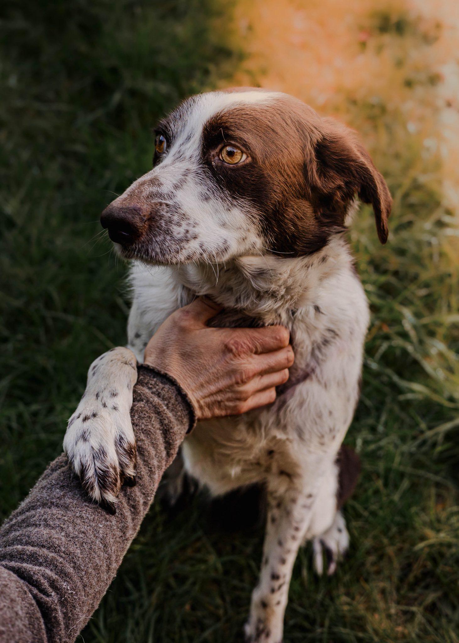 Enlarge Marshall, an adopted mixed breed in Tillamook, OR image 4/4