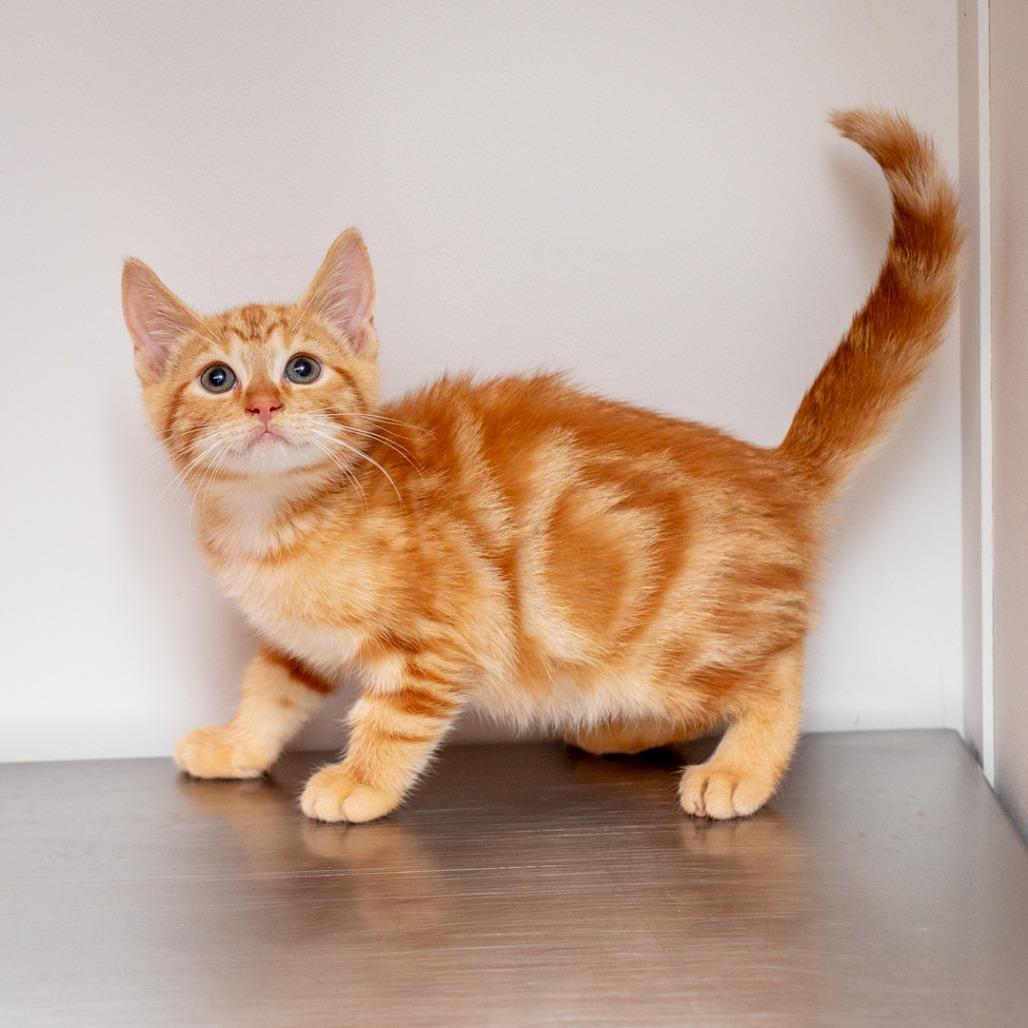 Idaho, Adoptable, Kitten Male Domestic Short Hair & Domestic Short Hair.