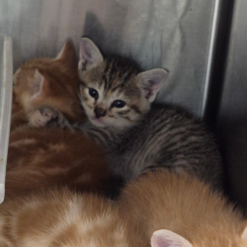 Enlarge Idaho, a Adoptable mixed breed in Hattiesburg, MS image 2/2