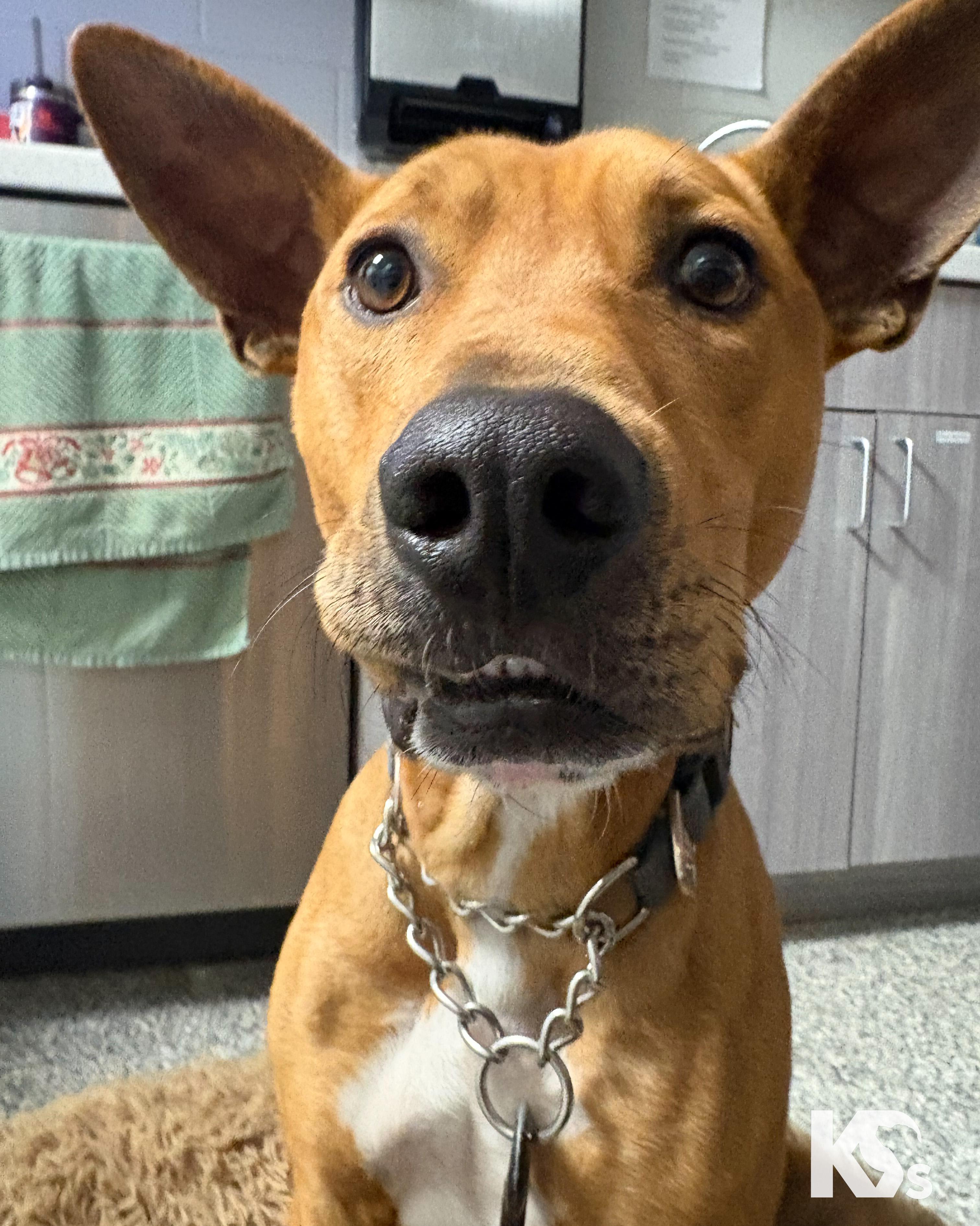 Ra, a Adoptable mixed breed in Ponte Vedra, FL image 1/6