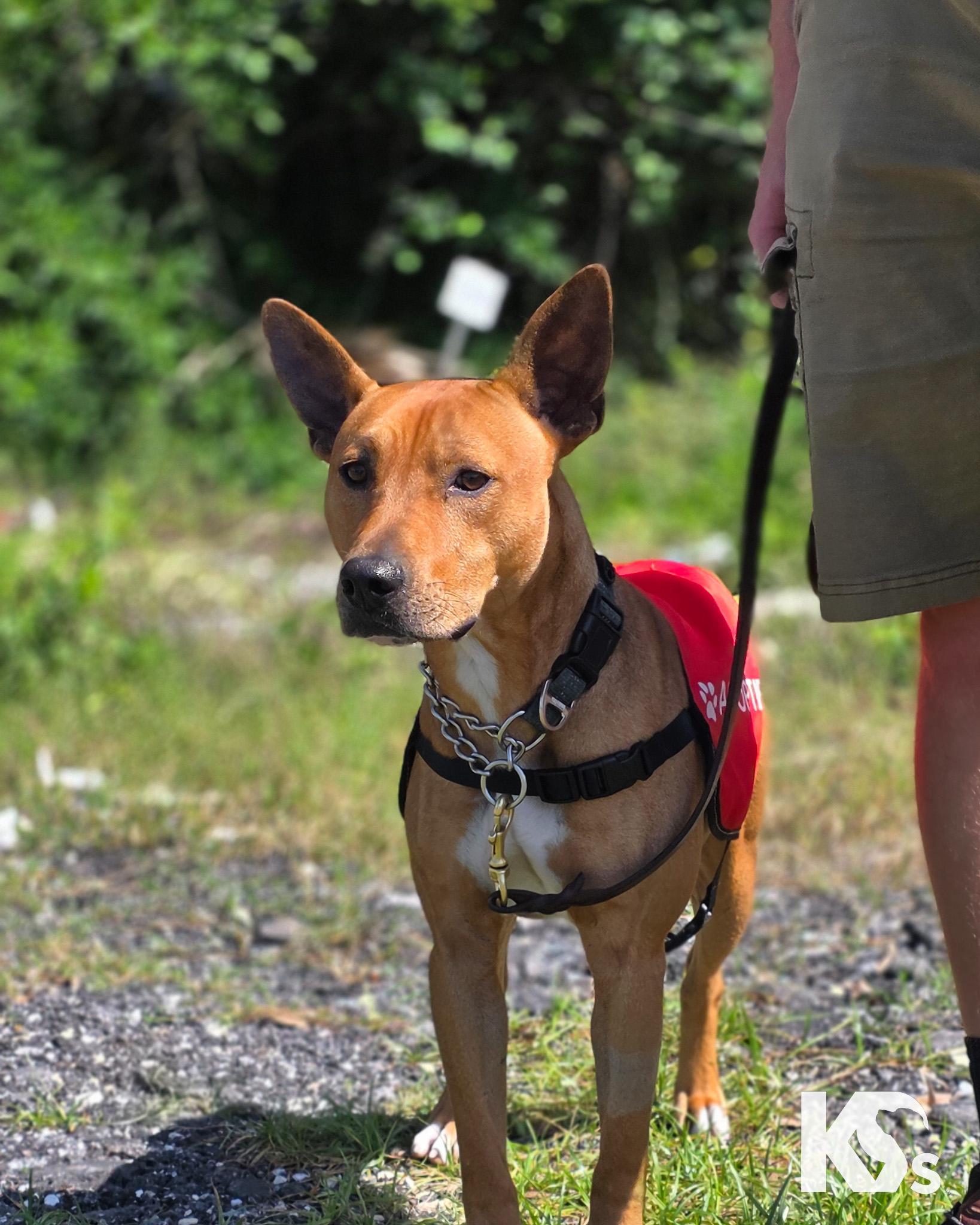 Ra, a Adoptable mixed breed in Ponte Vedra, FL image 6/6
