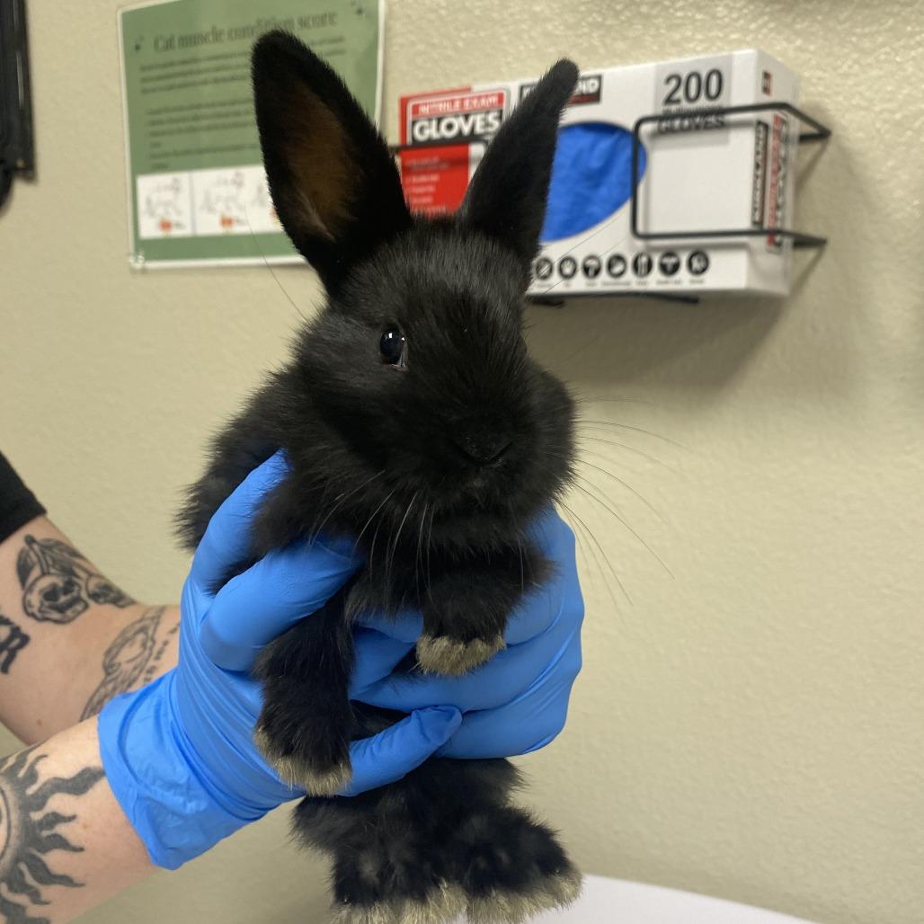 Enlarge Granola , a ADOPTABLE American in Las Vegas, NV image 2/2