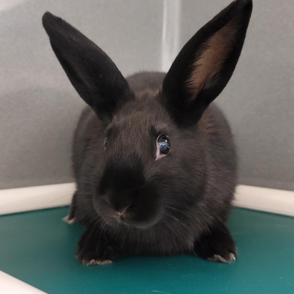 Granola , ADOPTABLE, Young Male American.