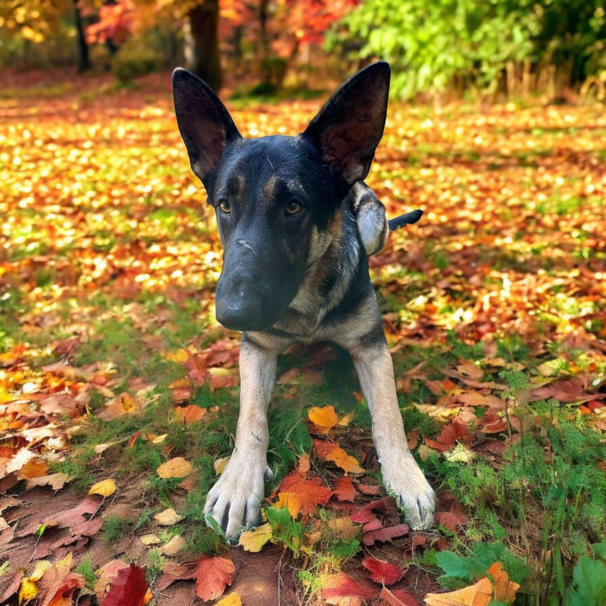Dog for adoption Apollo, a German Shepherd Dog Mix in Springfield, IL