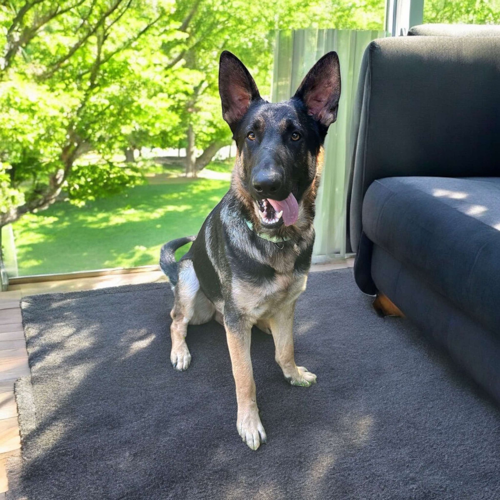 Dog for adoption Apollo, a German Shepherd Dog Mix in Springfield, IL