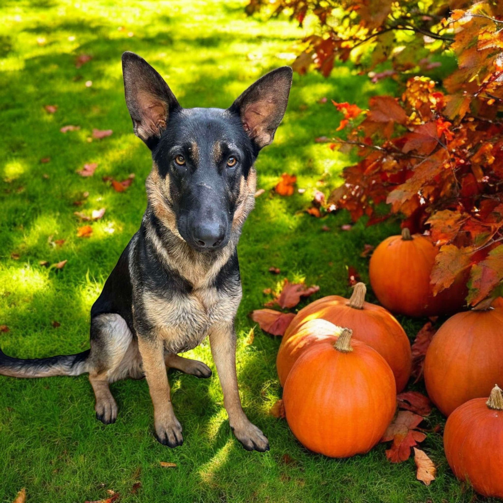Dog for adoption Apollo, a German Shepherd Dog Mix in Springfield, IL