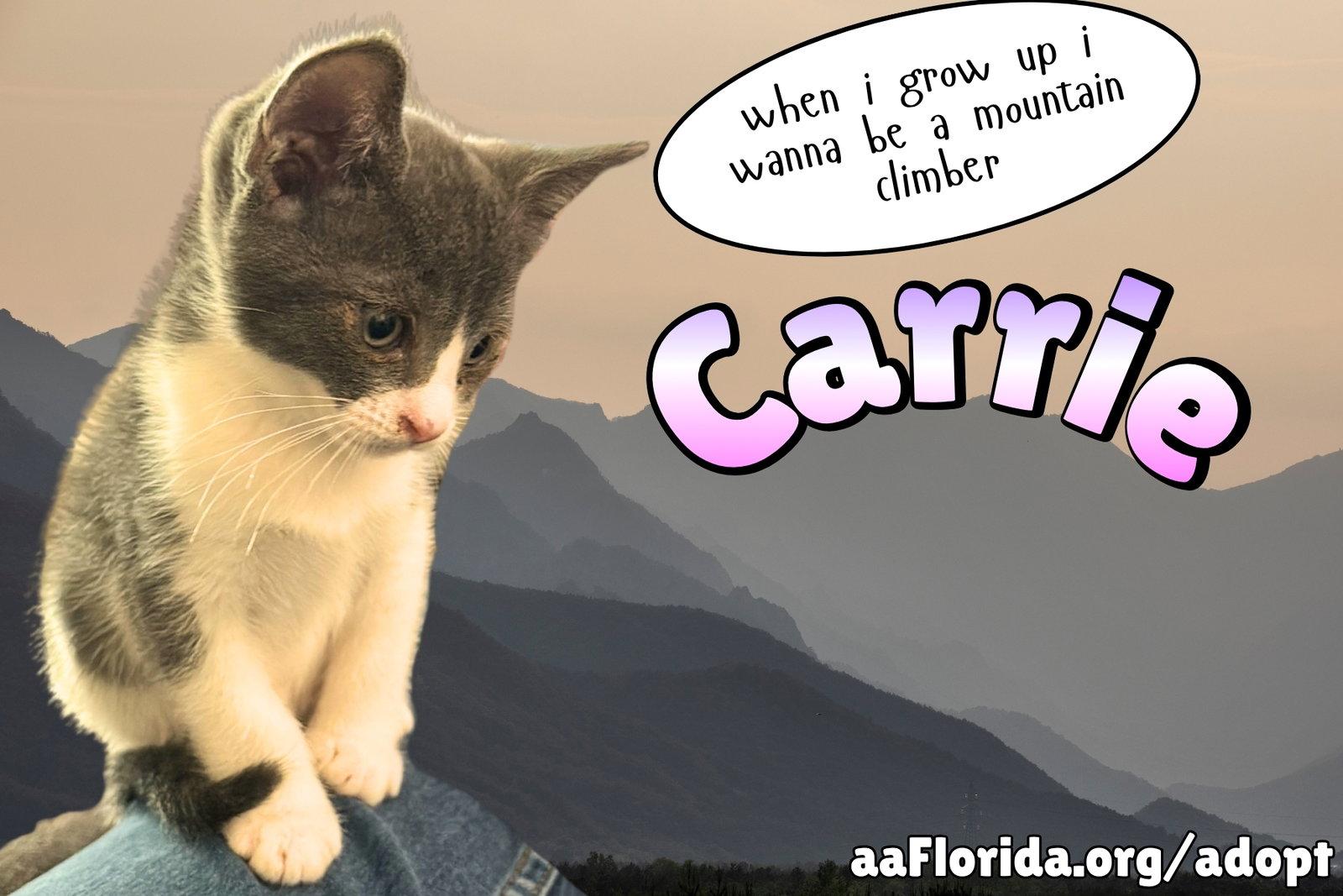 Carrie, Adopted, Young Female Tabby & Domestic Short Hair.