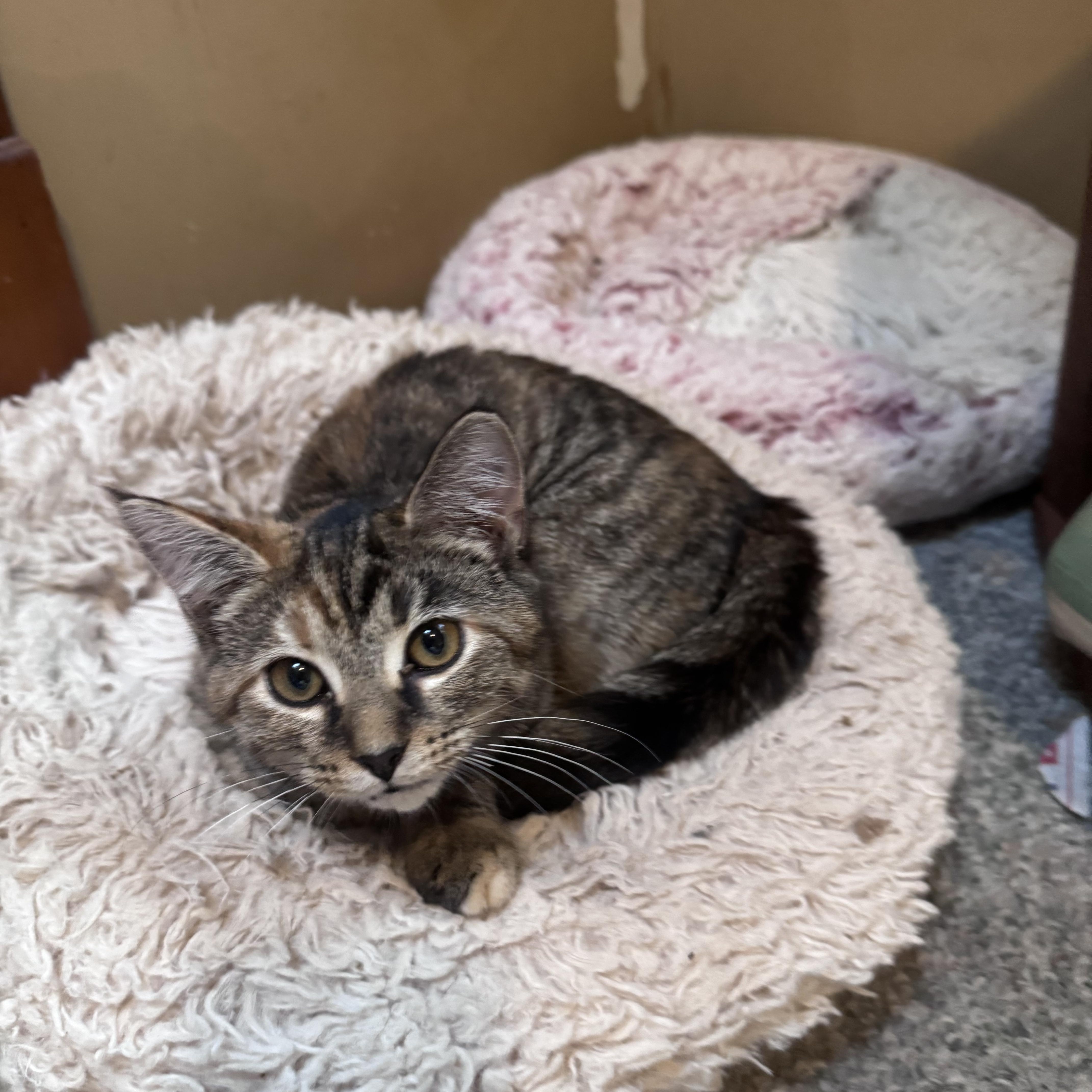 Enlarge Keeley, a Adopted mixed breed in Crystal Lake, IL image 5/5