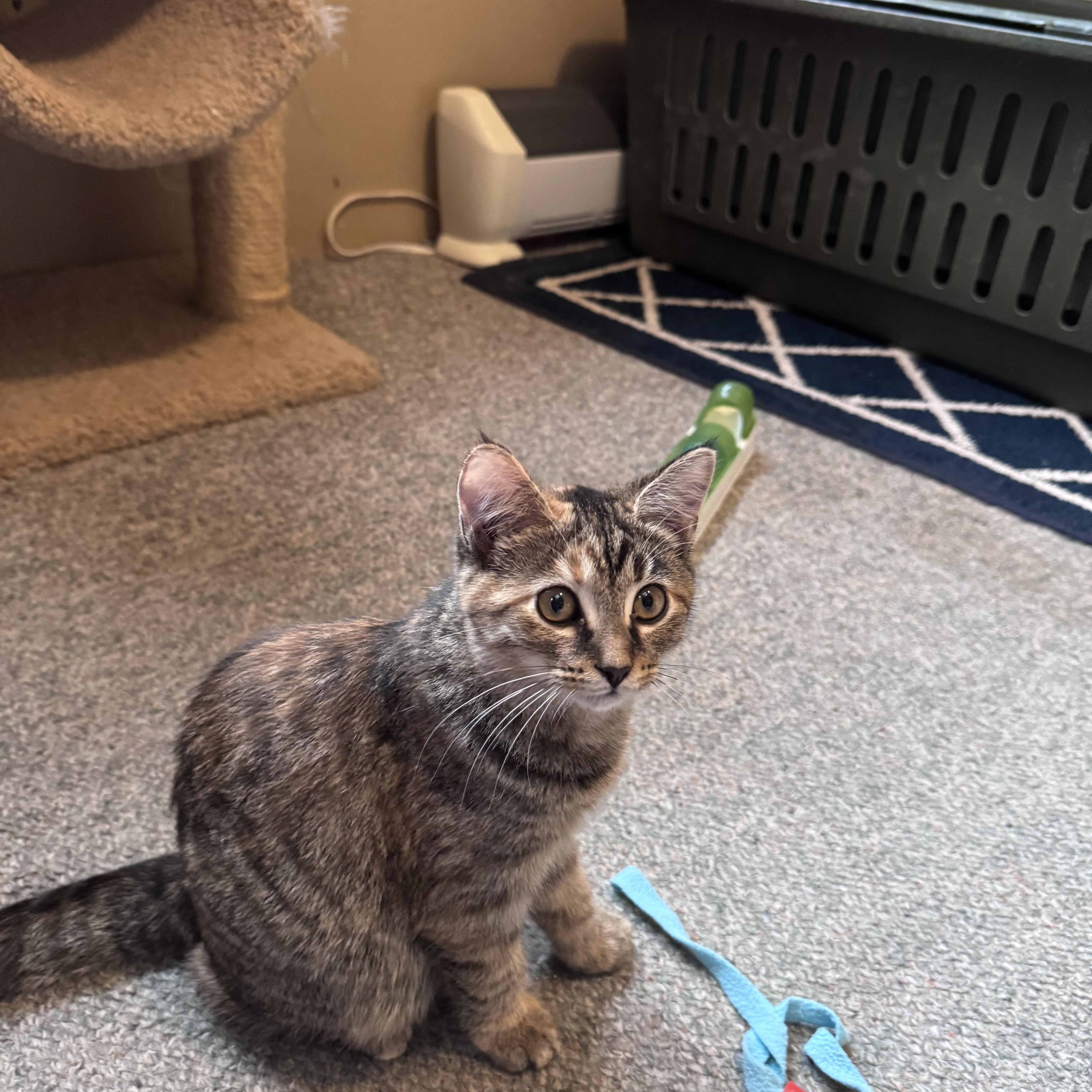 Keeley, Adopted, Kitten Female Calico & Tabby.