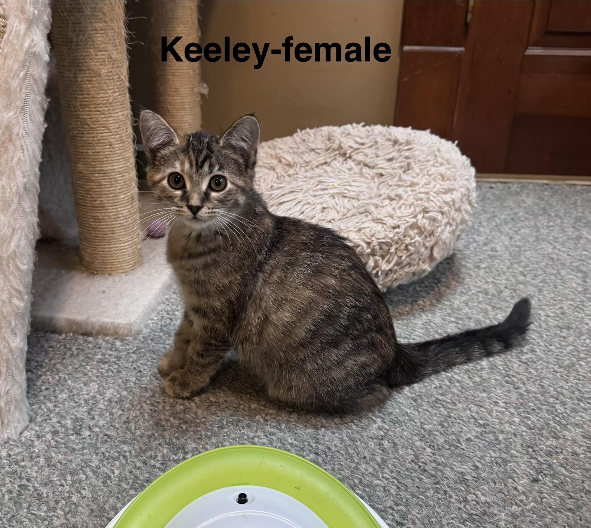 Enlarge Keeley, a Adopted mixed breed in Crystal Lake, IL image 3/5